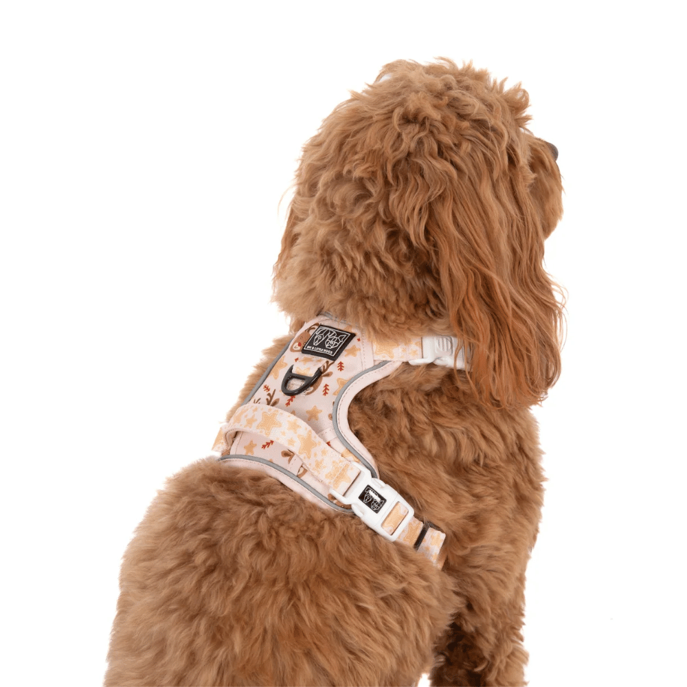 Big & Little Dogs Dashing Through The Stars All Rounder Harness