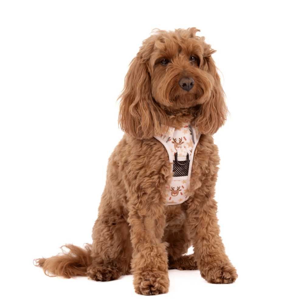 Big & Little Dogs Dashing Through The Stars All Rounder Harness