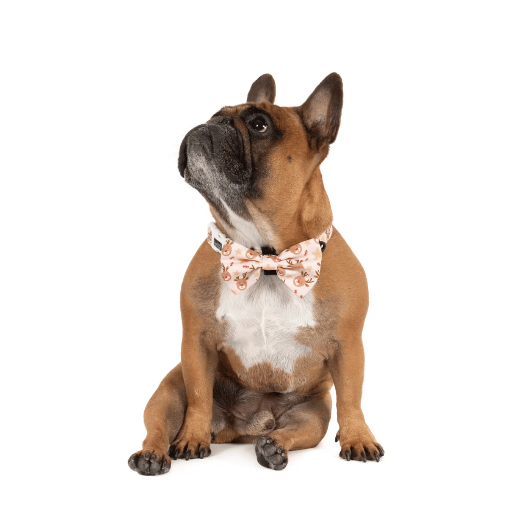 Big & Little Dogs Dashing Through The Stars Collar & Bow Tie