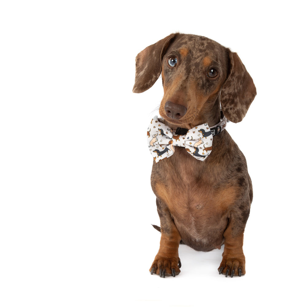 Big & Little Dogs Dashie Lovers Collar & Bow Tie