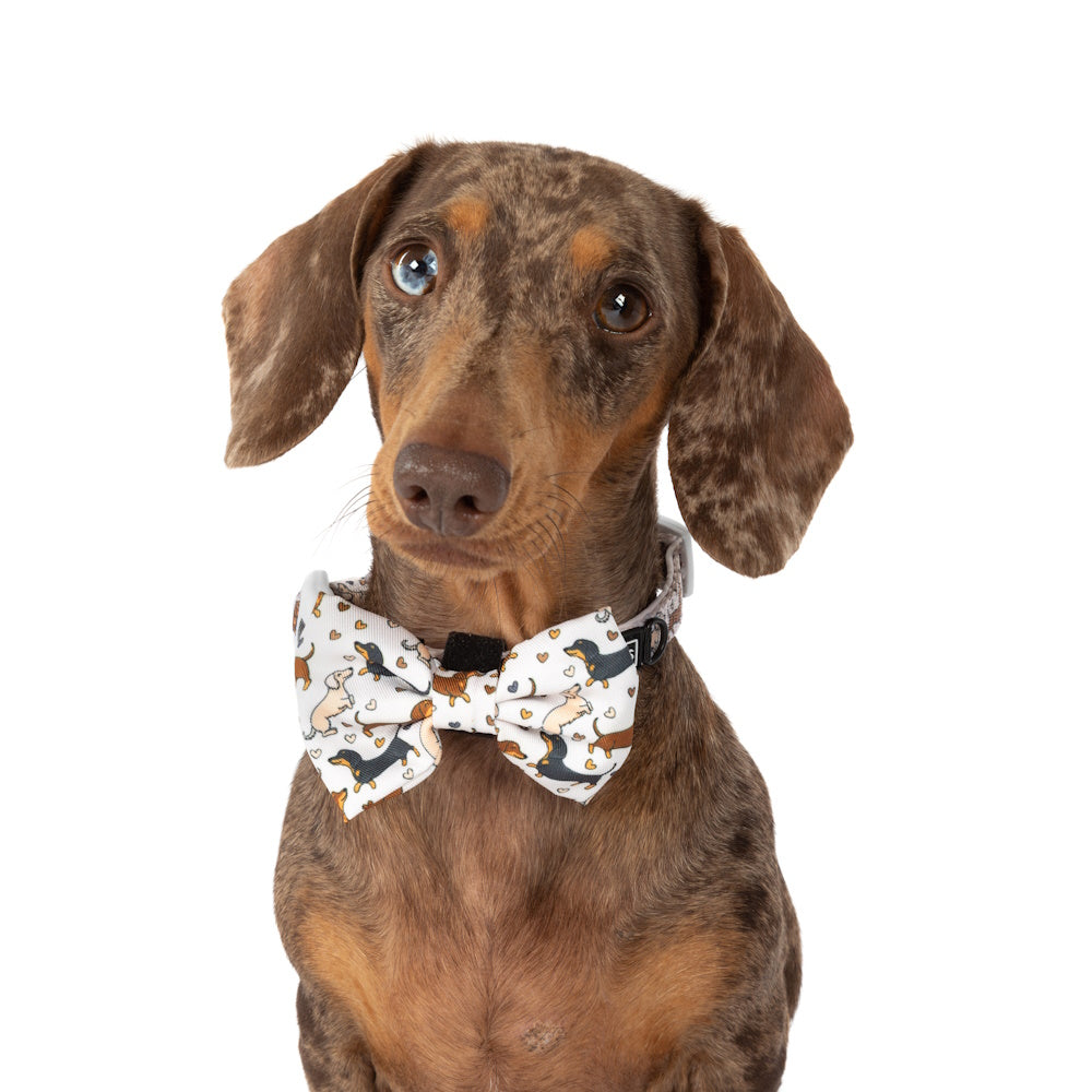 Big & Little Dogs Dashie Lovers Collar & Bow Tie