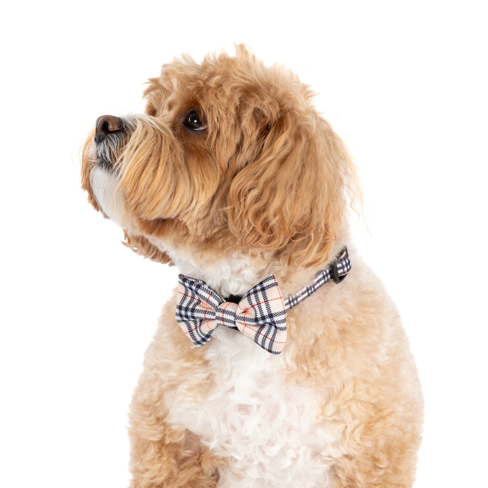 Big & Little Dogs Nova Plaid Collar & Bow Tie