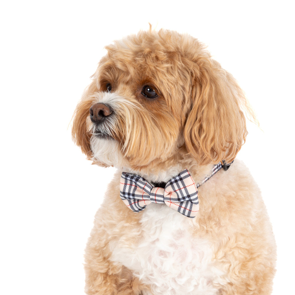 Big & Little Dogs Nova Plaid Collar & Bow Tie