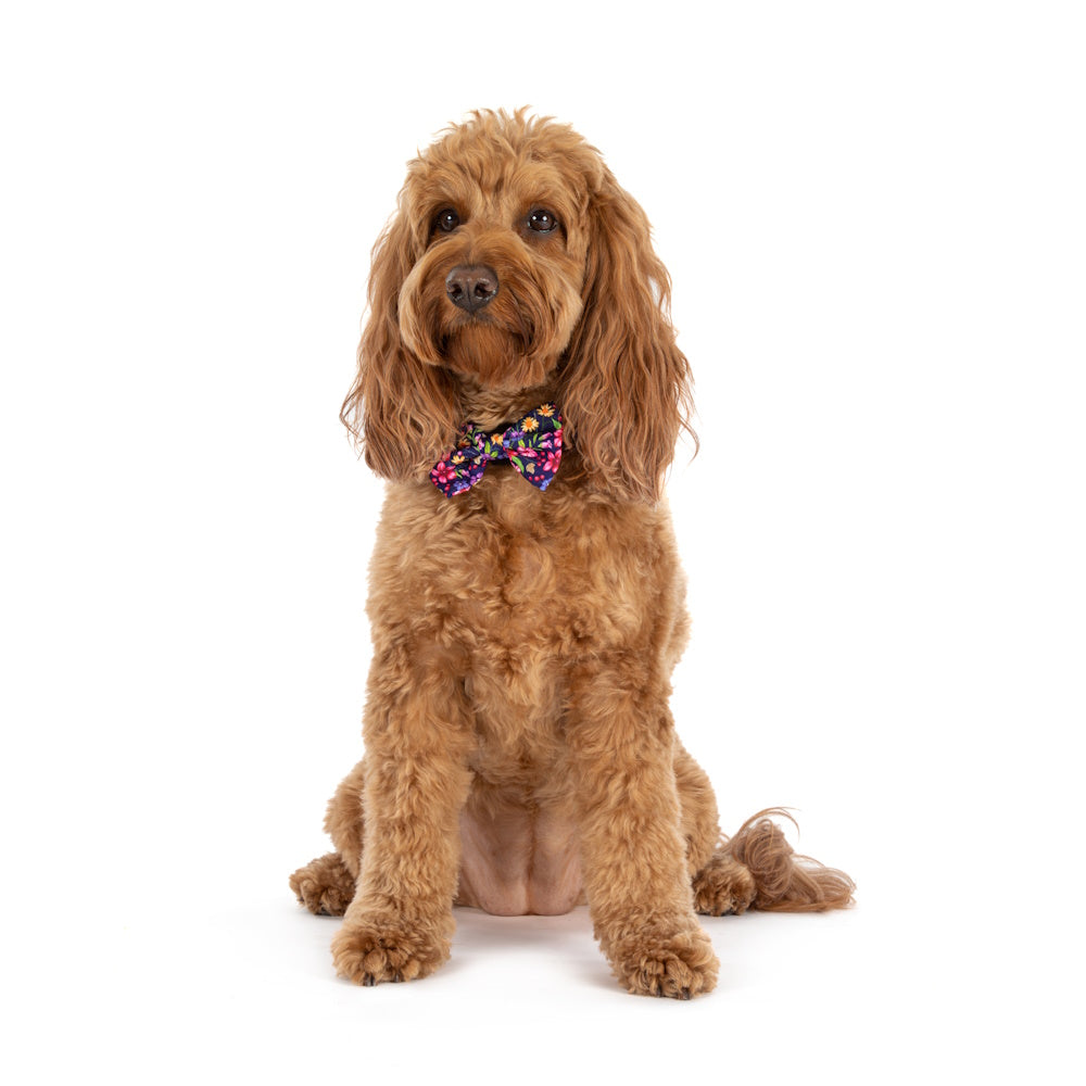 Big & Little Dogs Petal Paradise Collar & Bow Tie