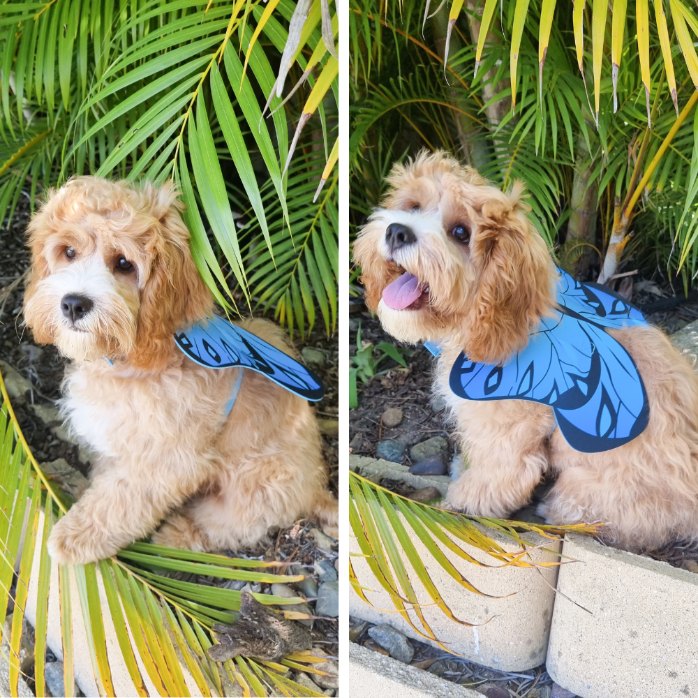 Dog Butterfly Wings