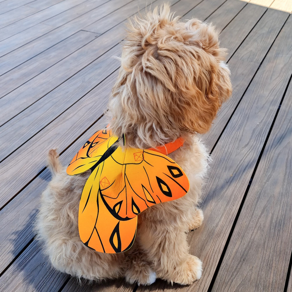 Dog Butterfly Wings