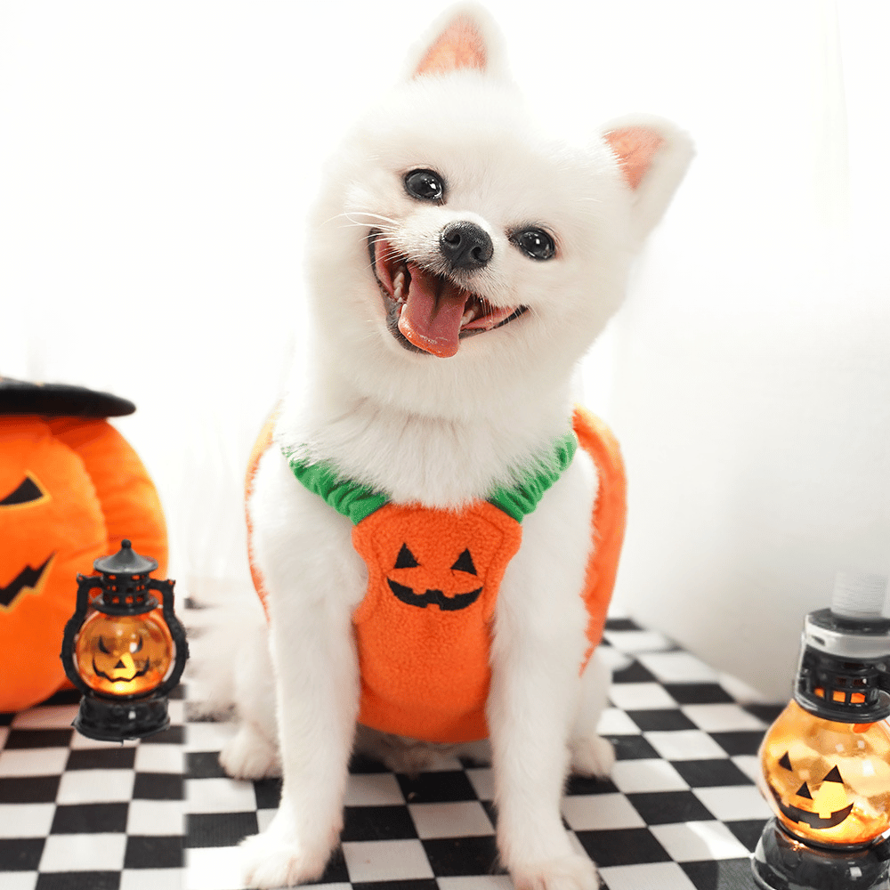 Halloween Pumpkin Dog Costume