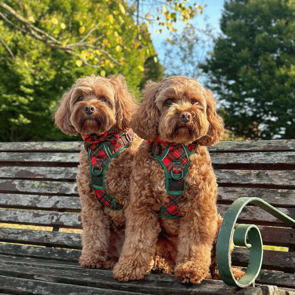 Big & Little Dogs All Rounder Harness: Festive Tartan