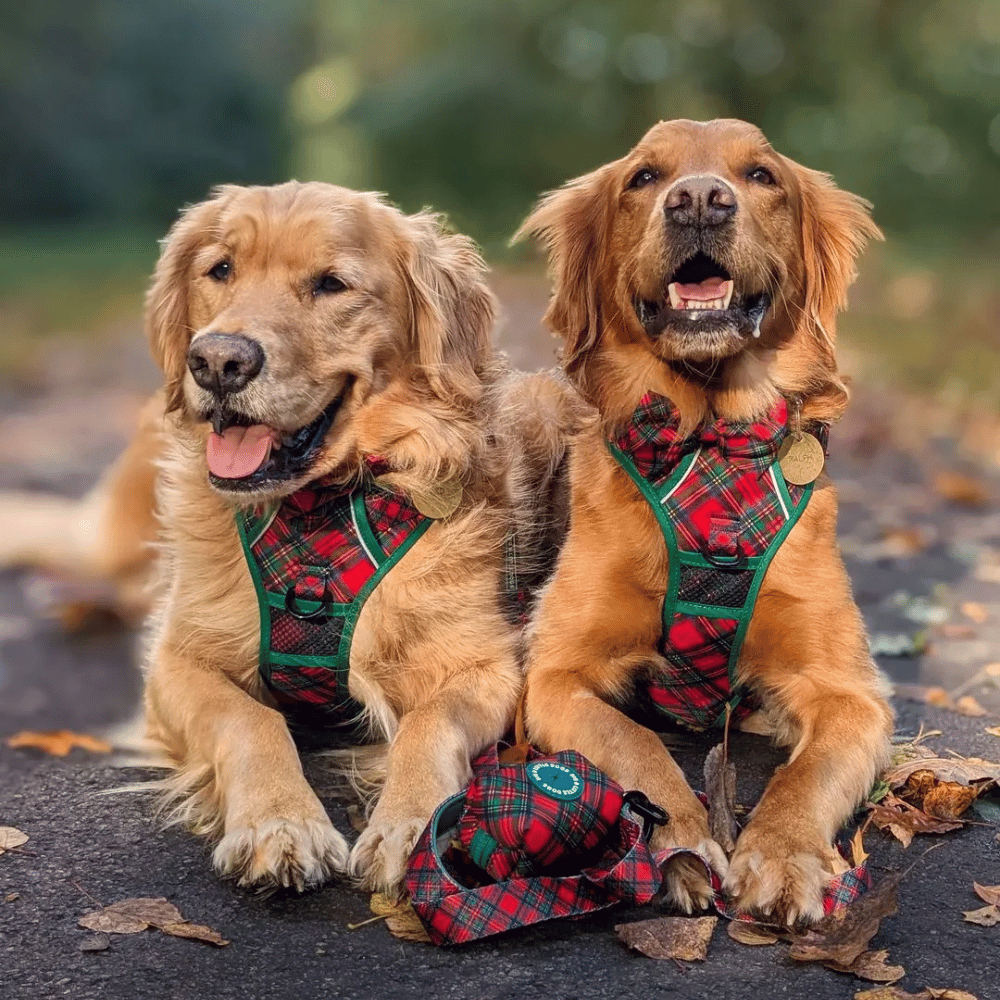 Big & Little Dogs All Rounder Harness: Festive Tartan