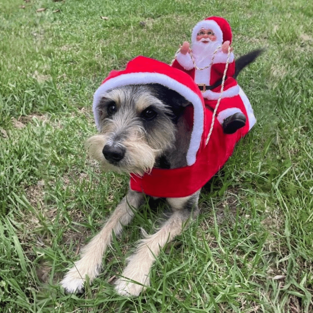 Santa Claus Doggy Sleigh Costume
