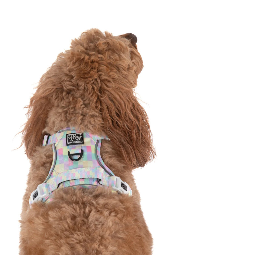 Big & Little Dogs Gelato All Rounder Harness