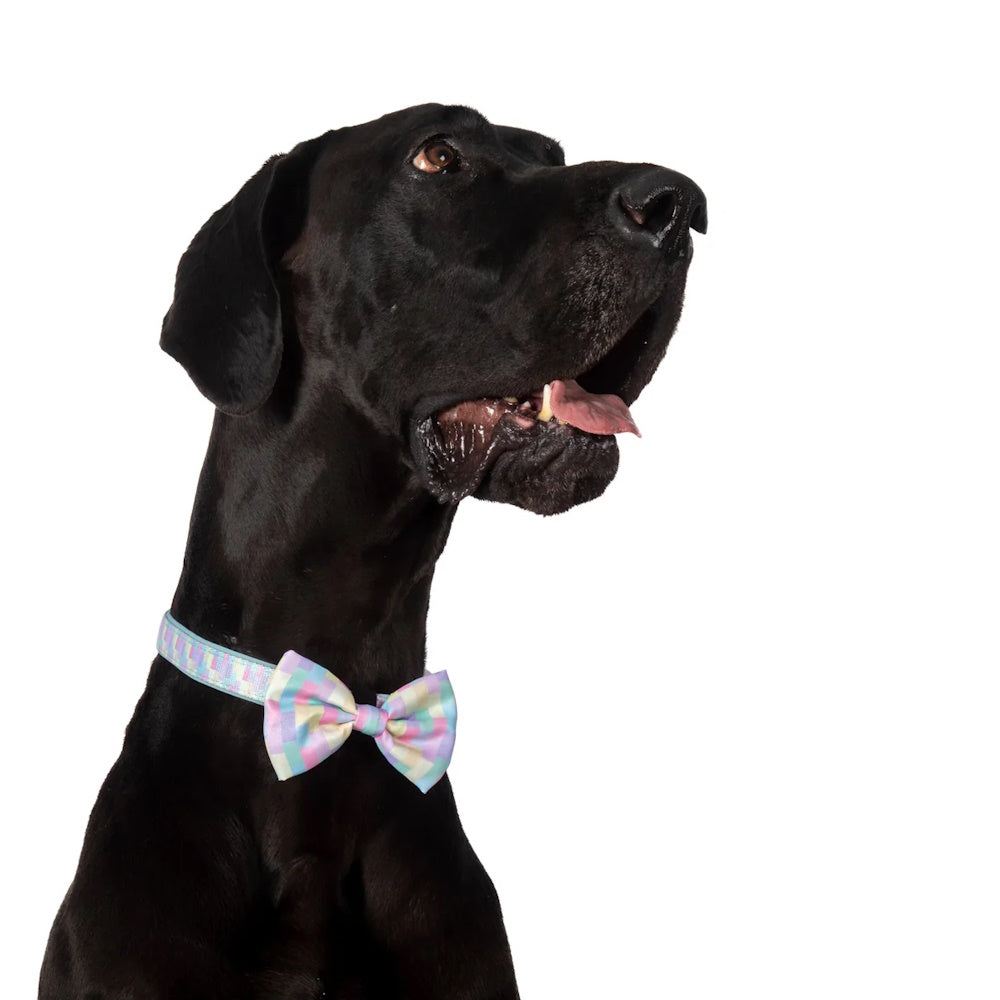 Big & Little Dogs Gelato Collar & Bow Tie