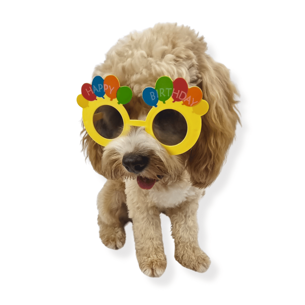 Happy Birthday Balloon Dog Glasses