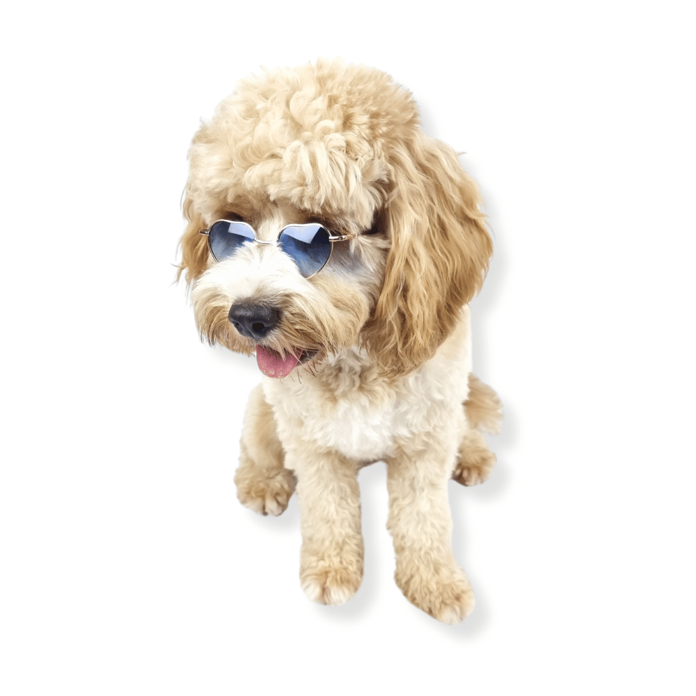 Love Heart Dog Sunglasses