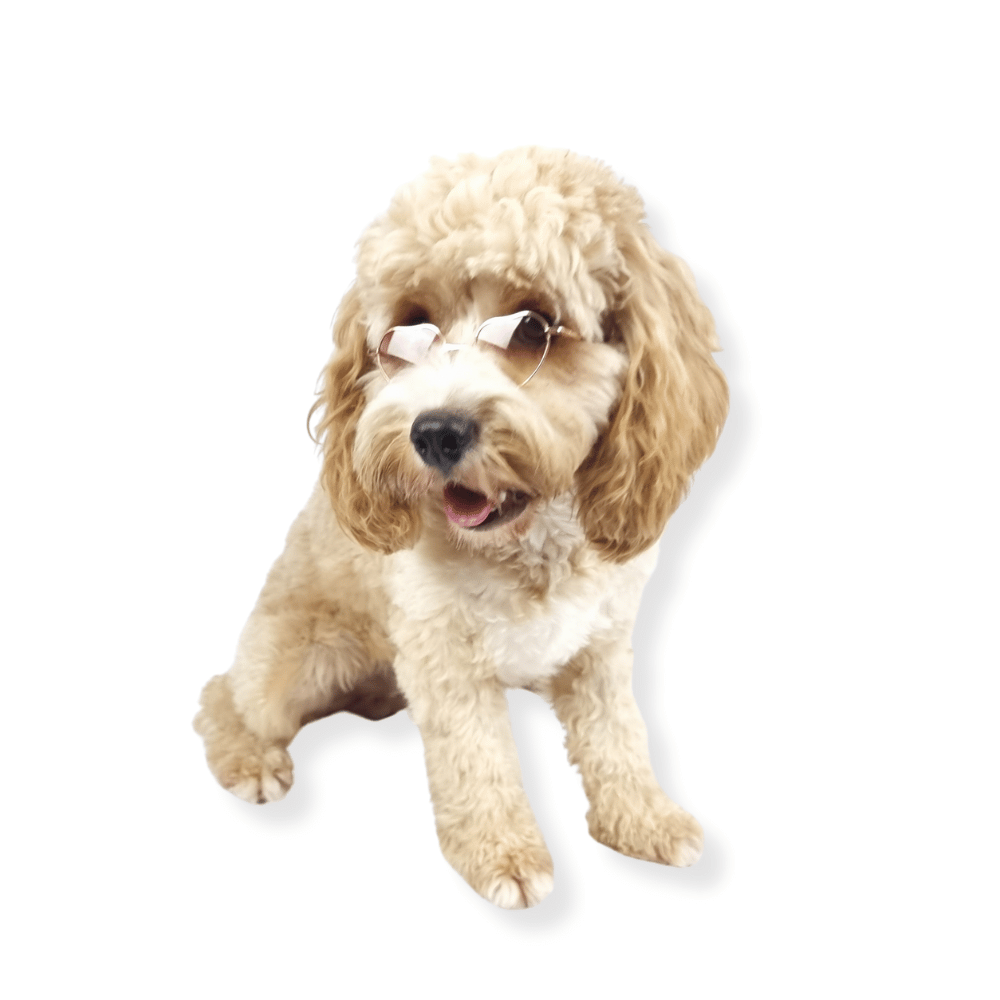 Love Heart Dog Sunglasses