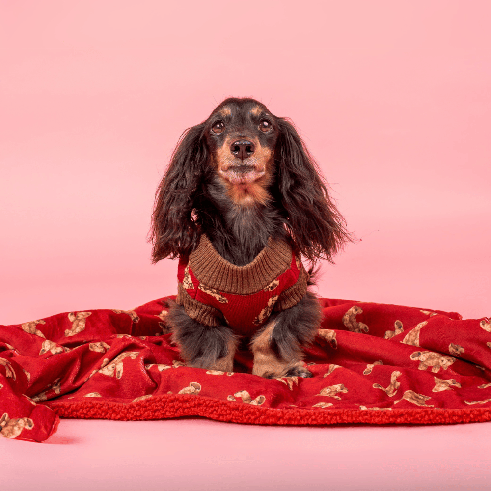 Pablo & Co Henry Bear Dog Blanket