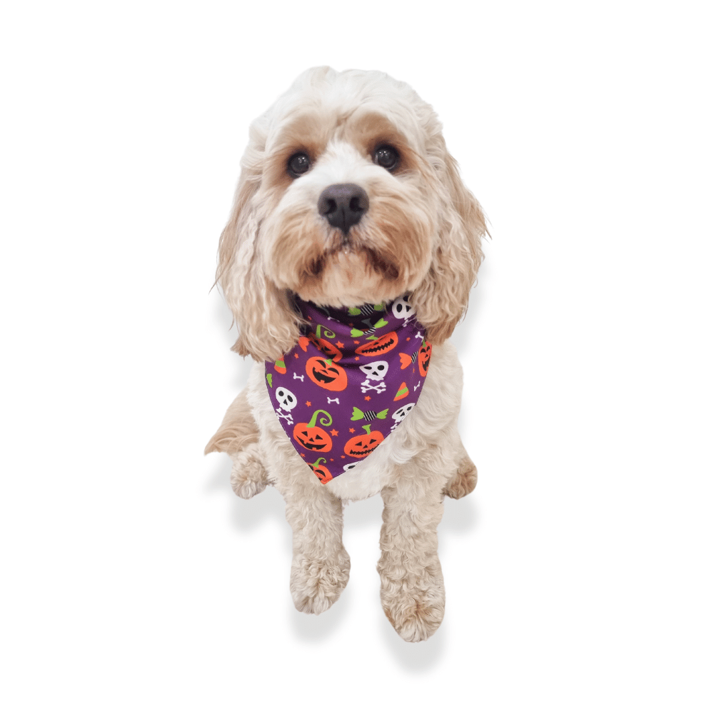 Jack-O-Bones Reversible Dog Bandana