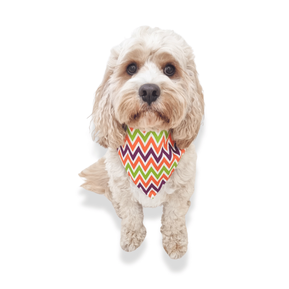 Jack-O-Bones Reversible Dog Bandana