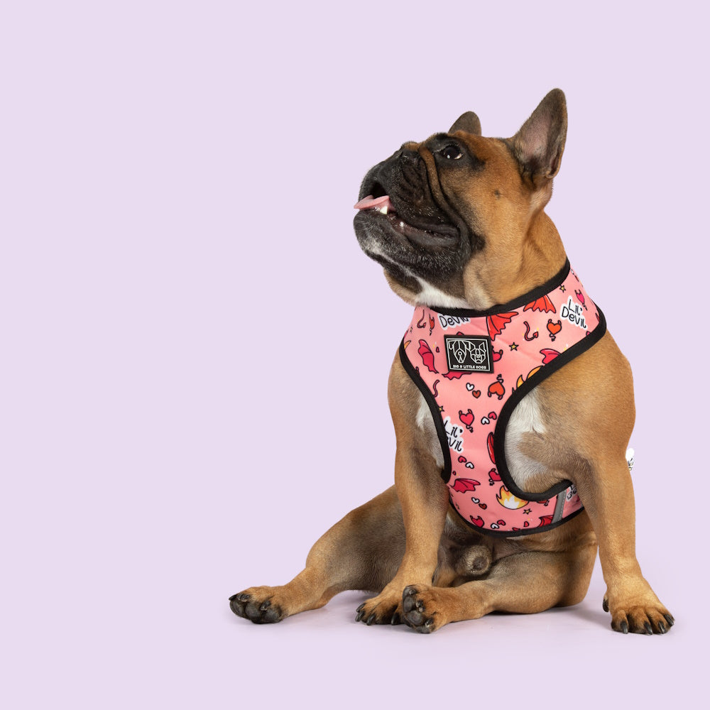 Big & Little Dogs Lil Angel vs Lil Devil Reversible Harness