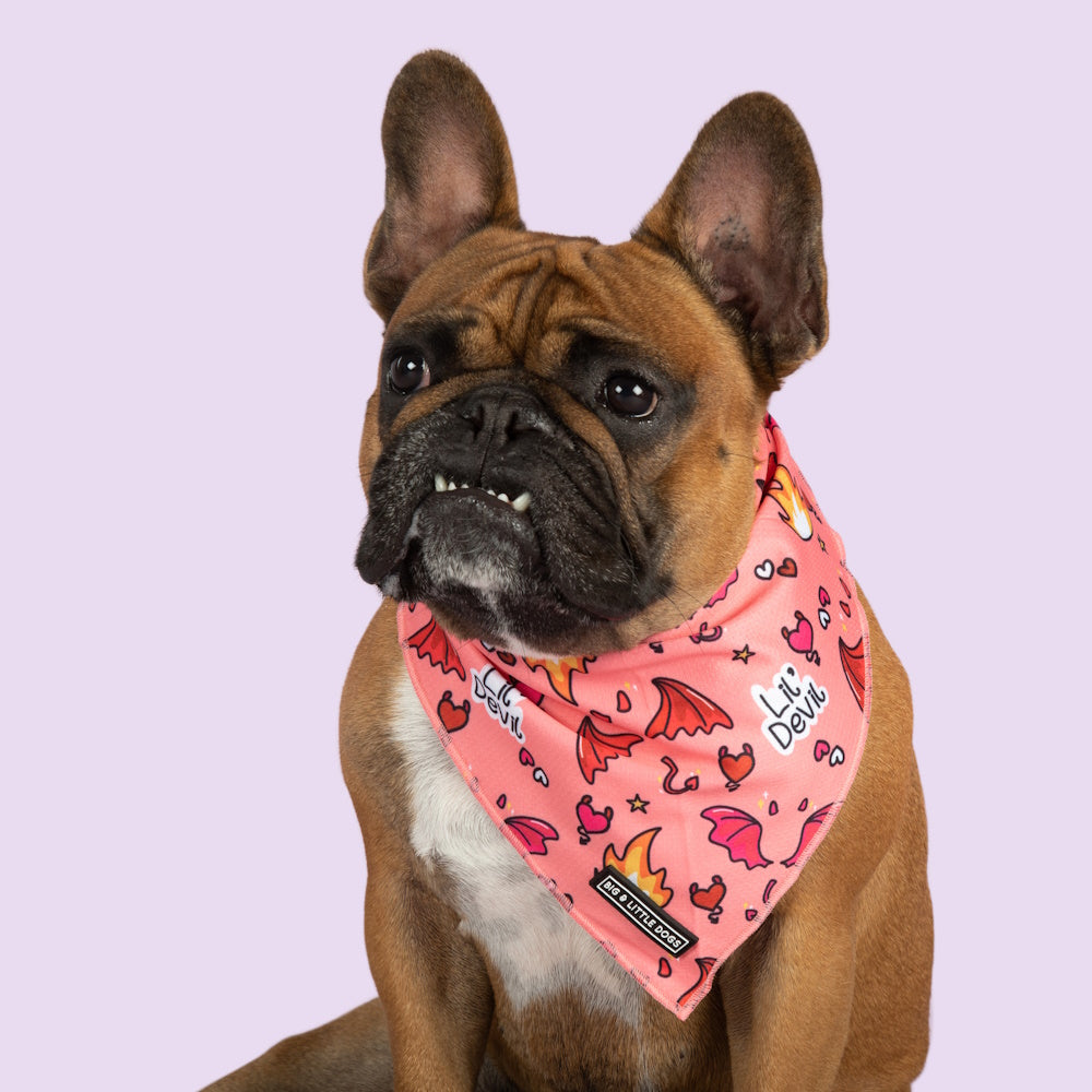 Big & Little Dogs Lil Devil Bandana