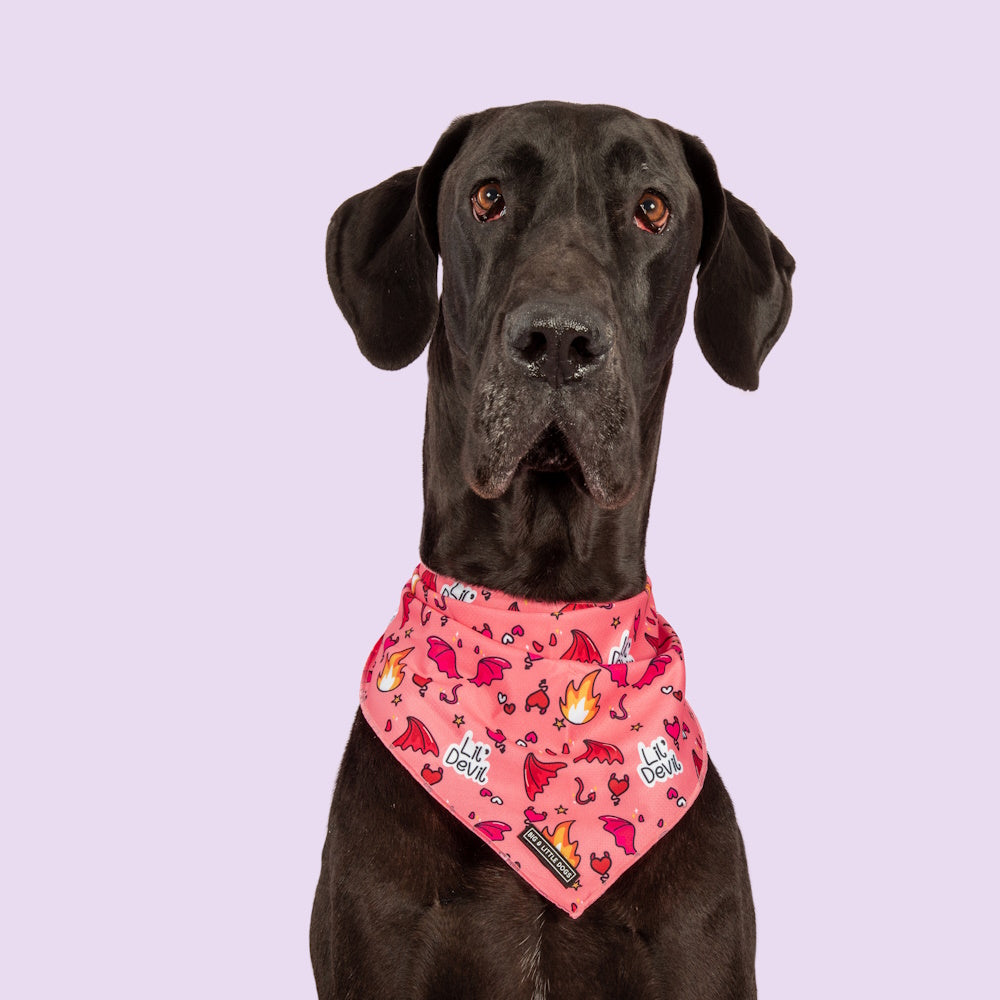 Big & Little Dogs Lil Devil Bandana