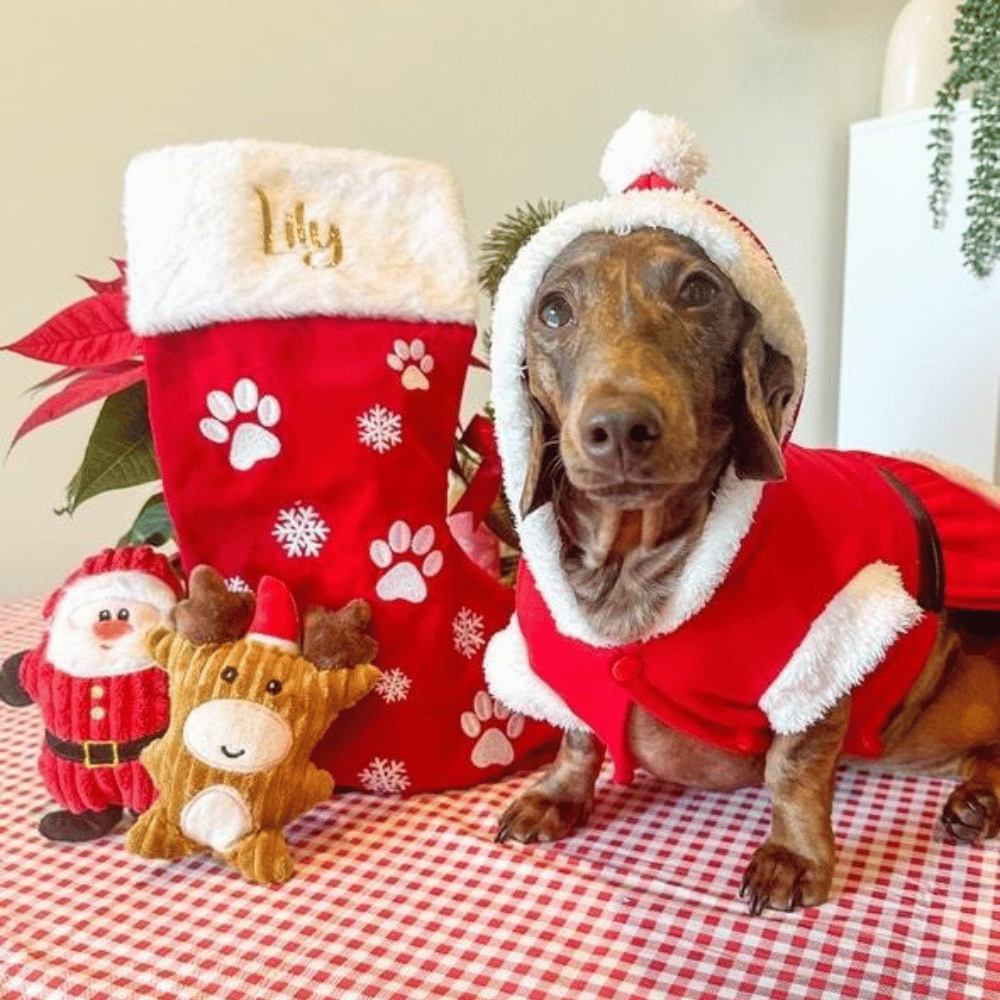 Mrs Clause Dog Costume