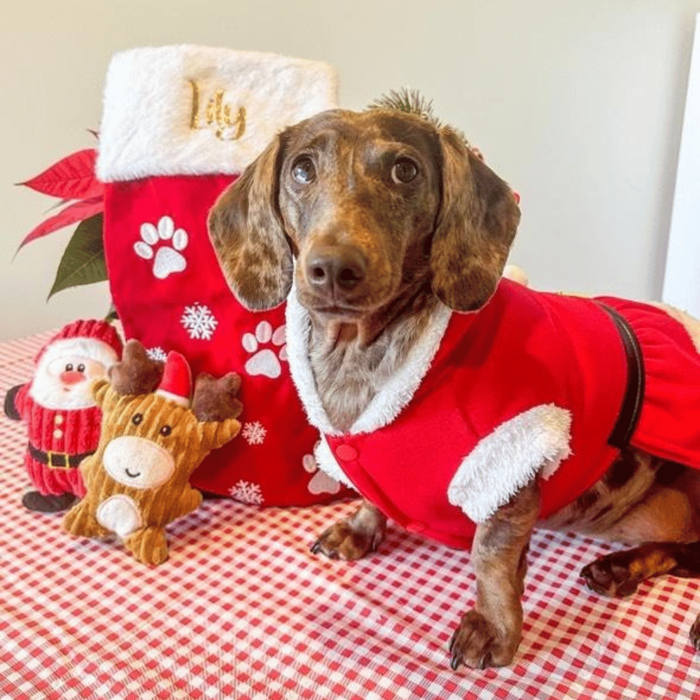 Mrs Clause Dog Costume