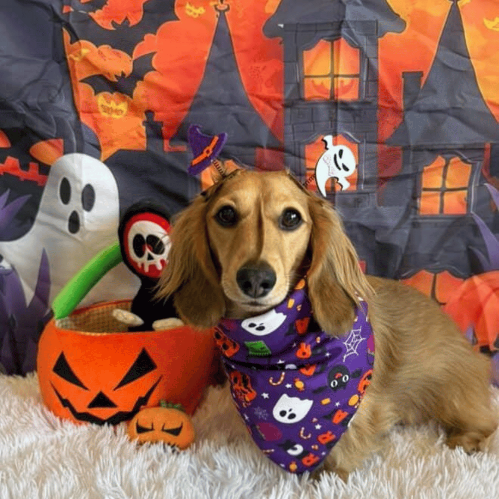 Trick or Treat Dog Bandana