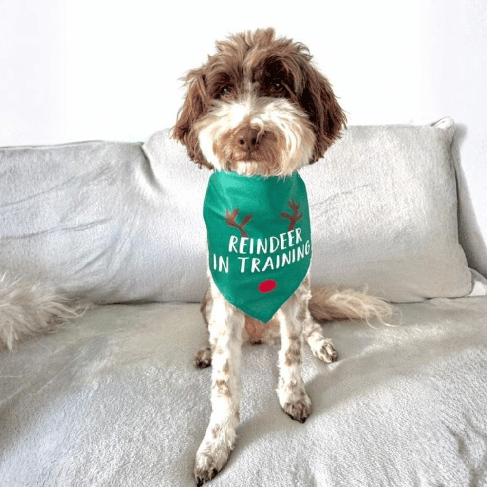 Reindeer in Training Dog Bandana