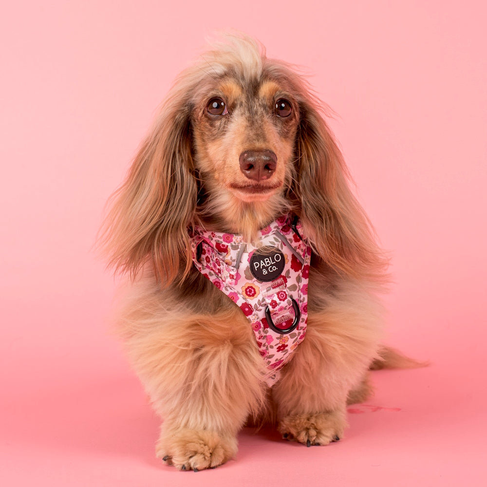 Pablo & Co Primrose No Pull Adventure Harness
