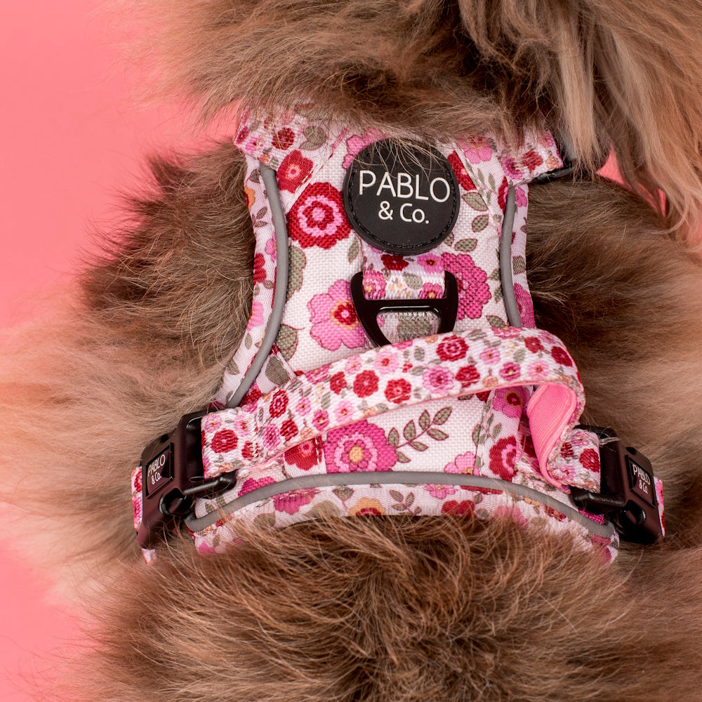 Pablo & Co Primrose No Pull Adventure Harness