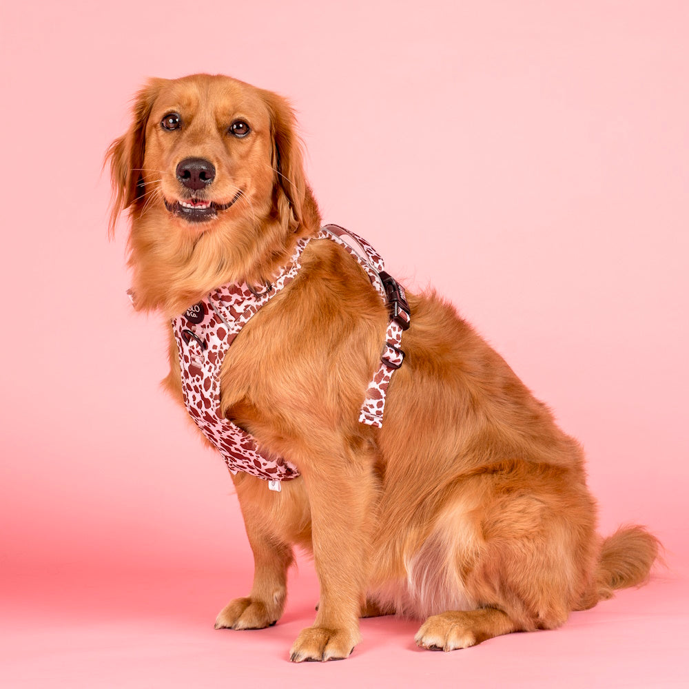 Pablo & Co Primrose No Pull Adventure Harness