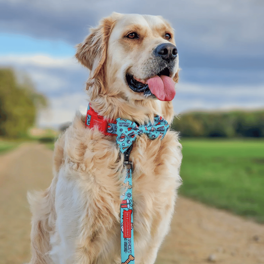 Big & Little Dogs Collar & Bow Tie: Official Gift Sniffer