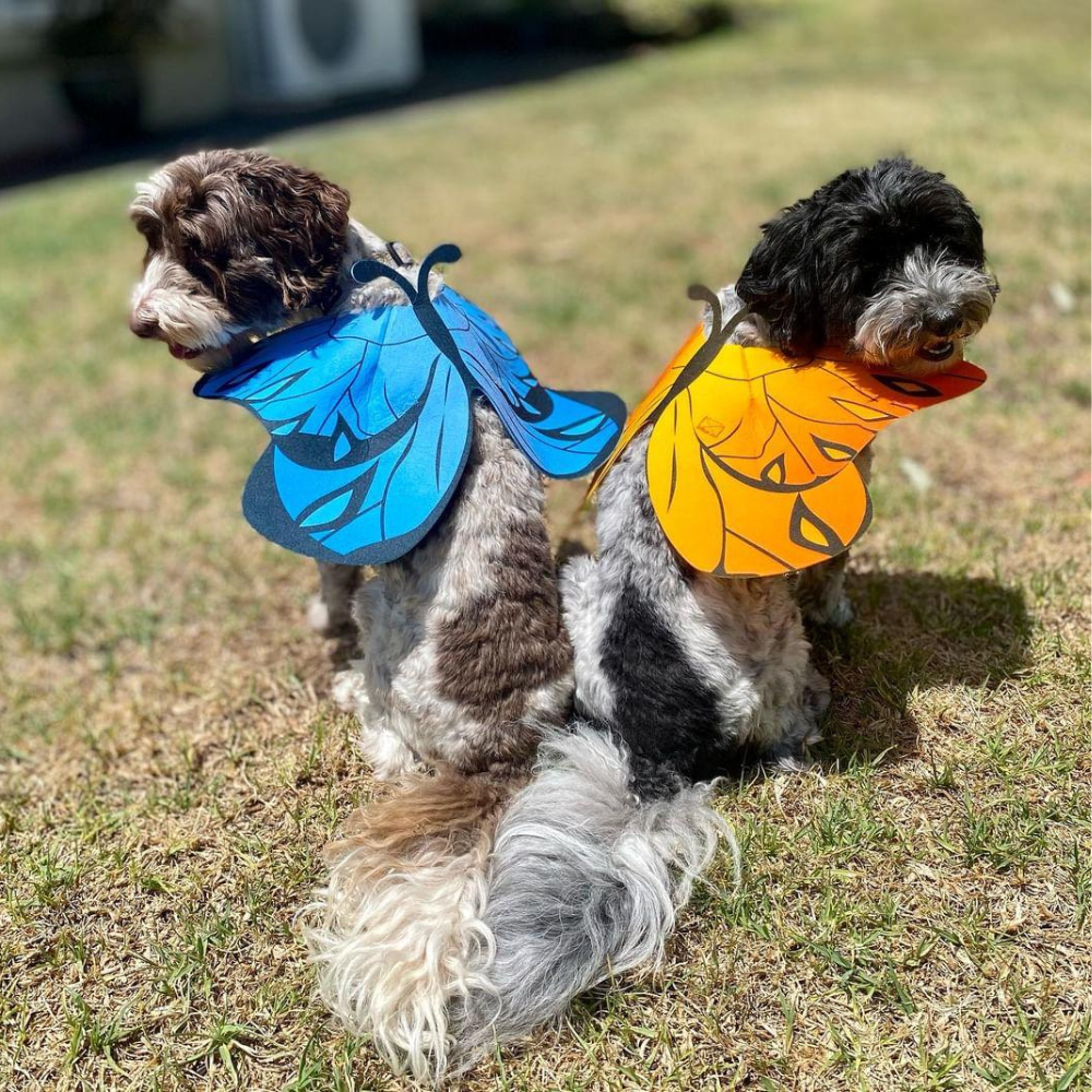 Dog Butterfly Wings