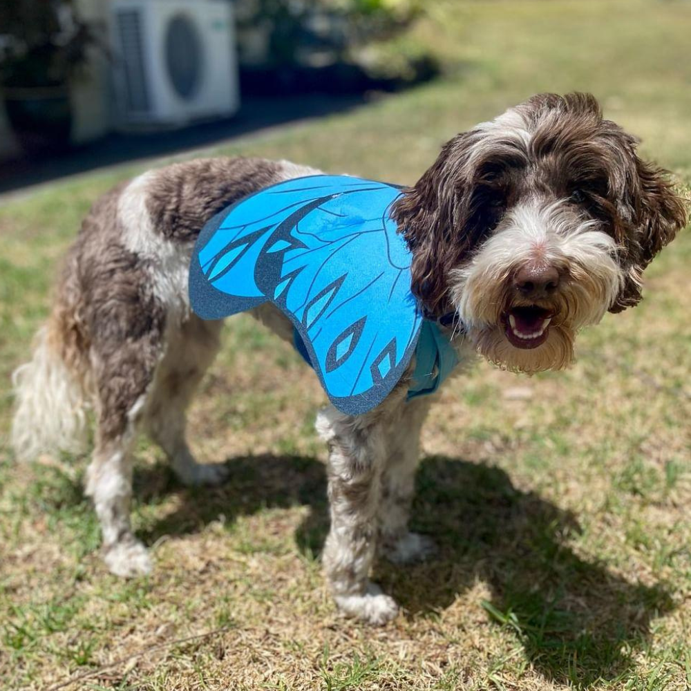 Dog Butterfly Wings