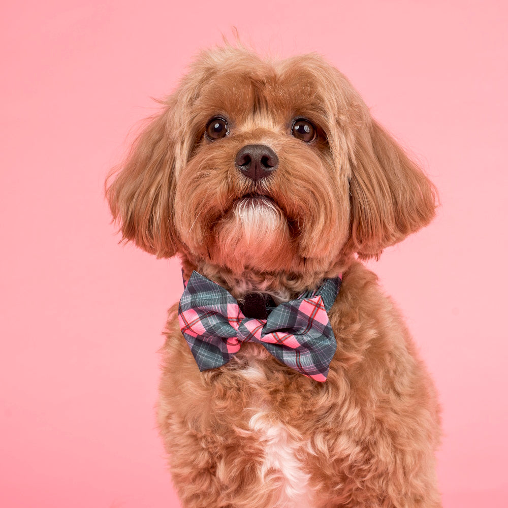 Pablo & Co Patch's Plaid: Bow Tie