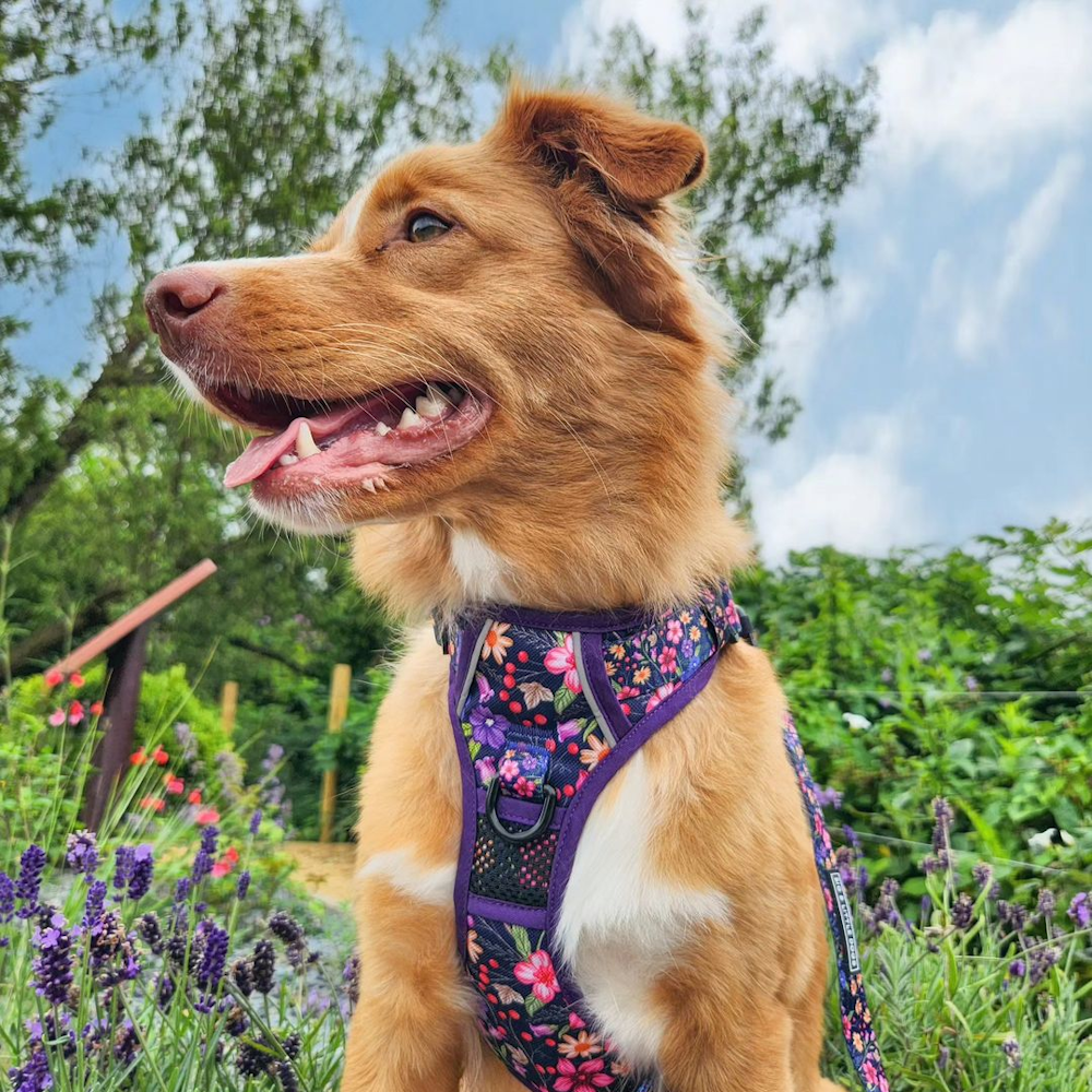 Big & Little Dogs Petal Paradise All Rounder Harness