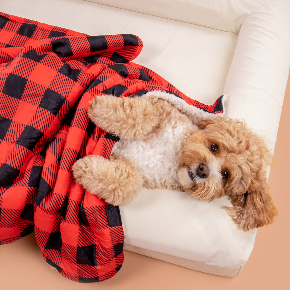 Big & Little Dogs Plaid To The Bone Plush Pet Blanket