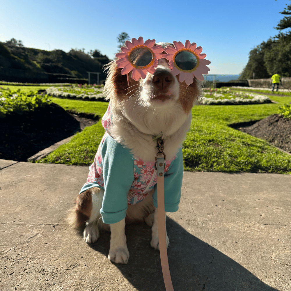 Daisy Dog Glasses