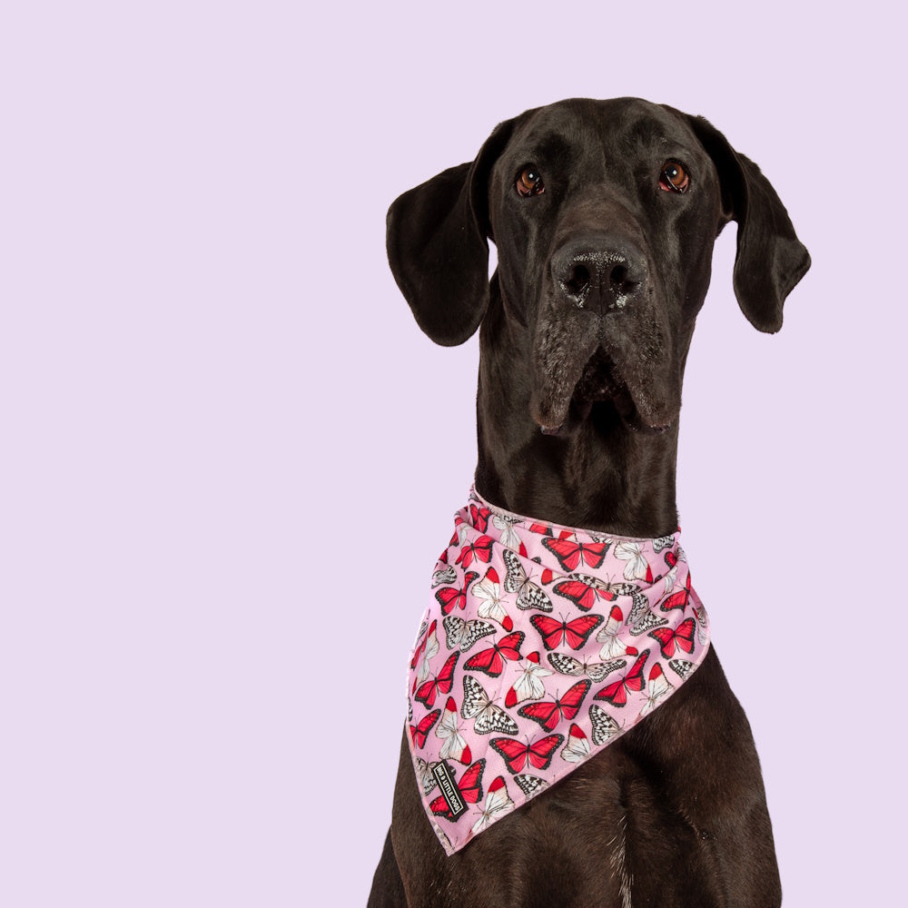 Big & Little Dogs Pretty Lil Butterfly Bandana