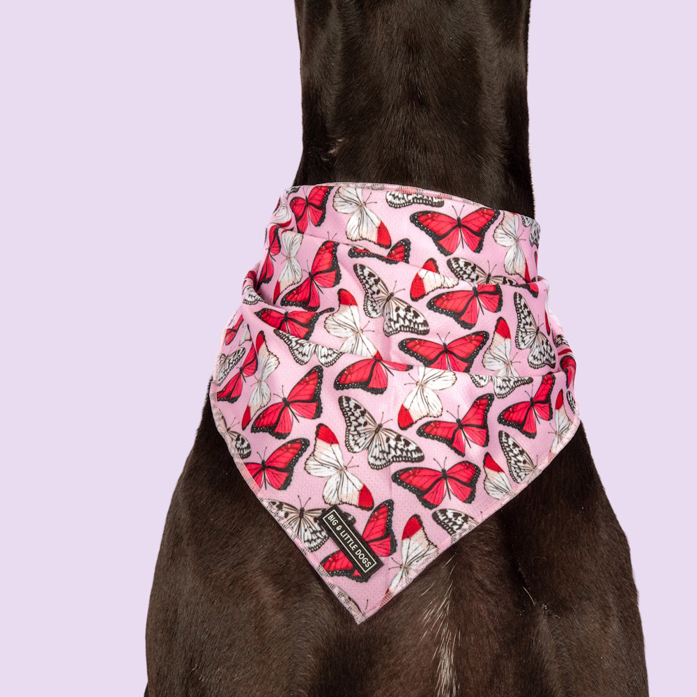 Big & Little Dogs Pretty Lil Butterfly Bandana