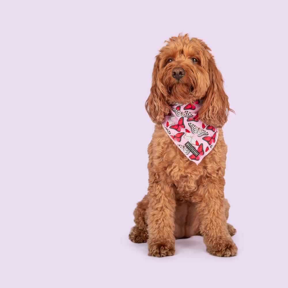 Big & Little Dogs Pretty Lil Butterfly Bandana