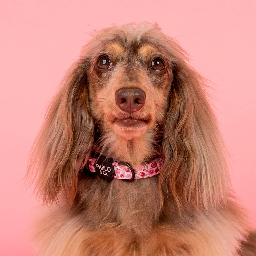 Pablo & Co Primrose Dog Collar