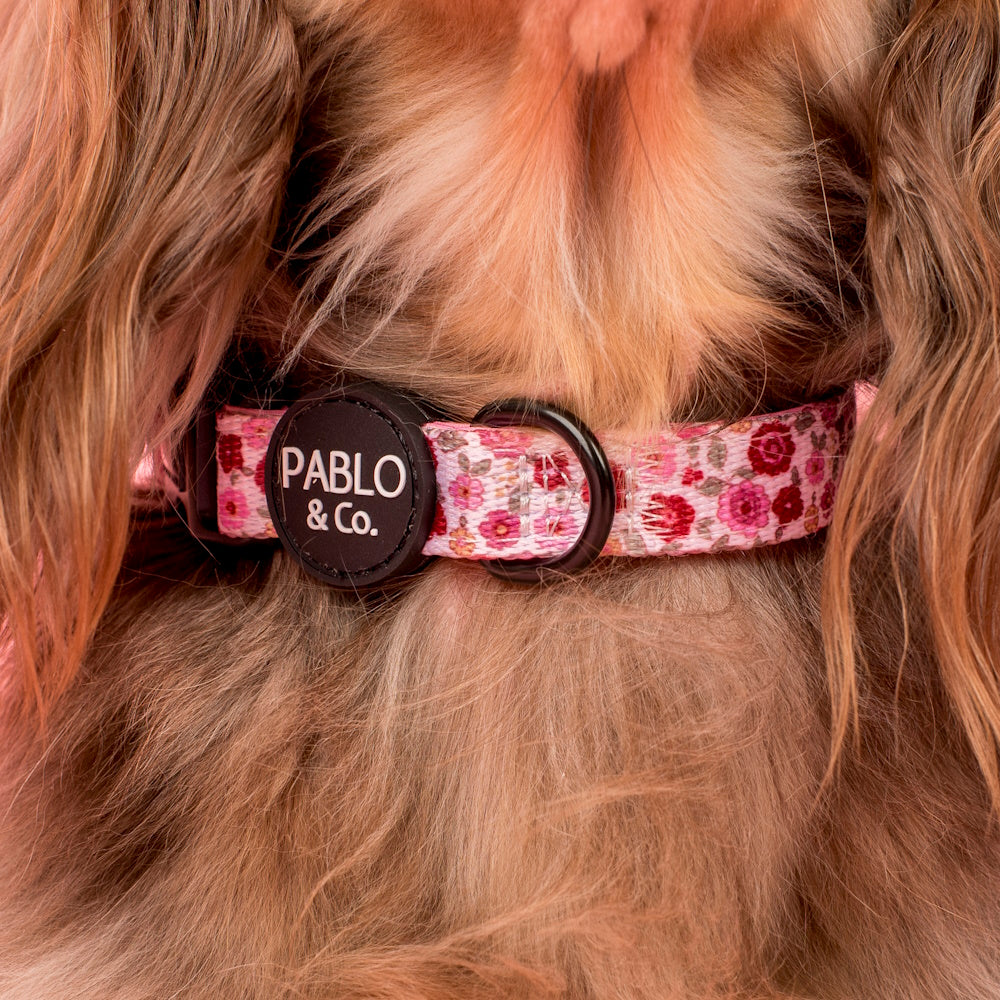Pablo & Co Primrose Dog Collar