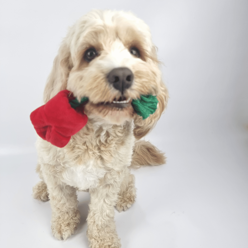 Red Rose Rope Dog Toy