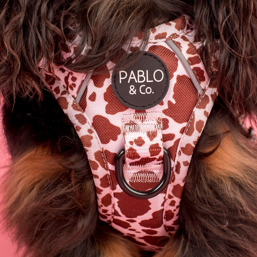 Pablo & Co Rodeo No Pull Harness