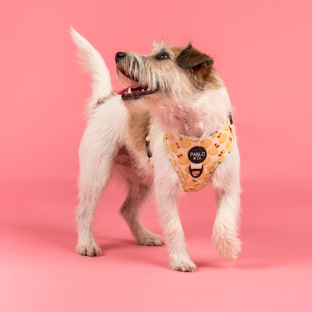 Pablo & Co Rubber Ducky Adjustable Harness