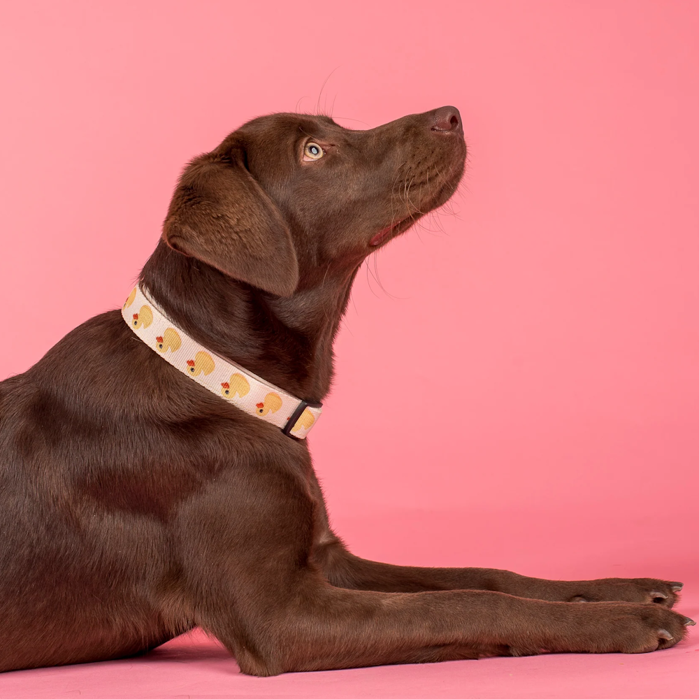 Pablo & Co Rubber Ducky Dog Collar