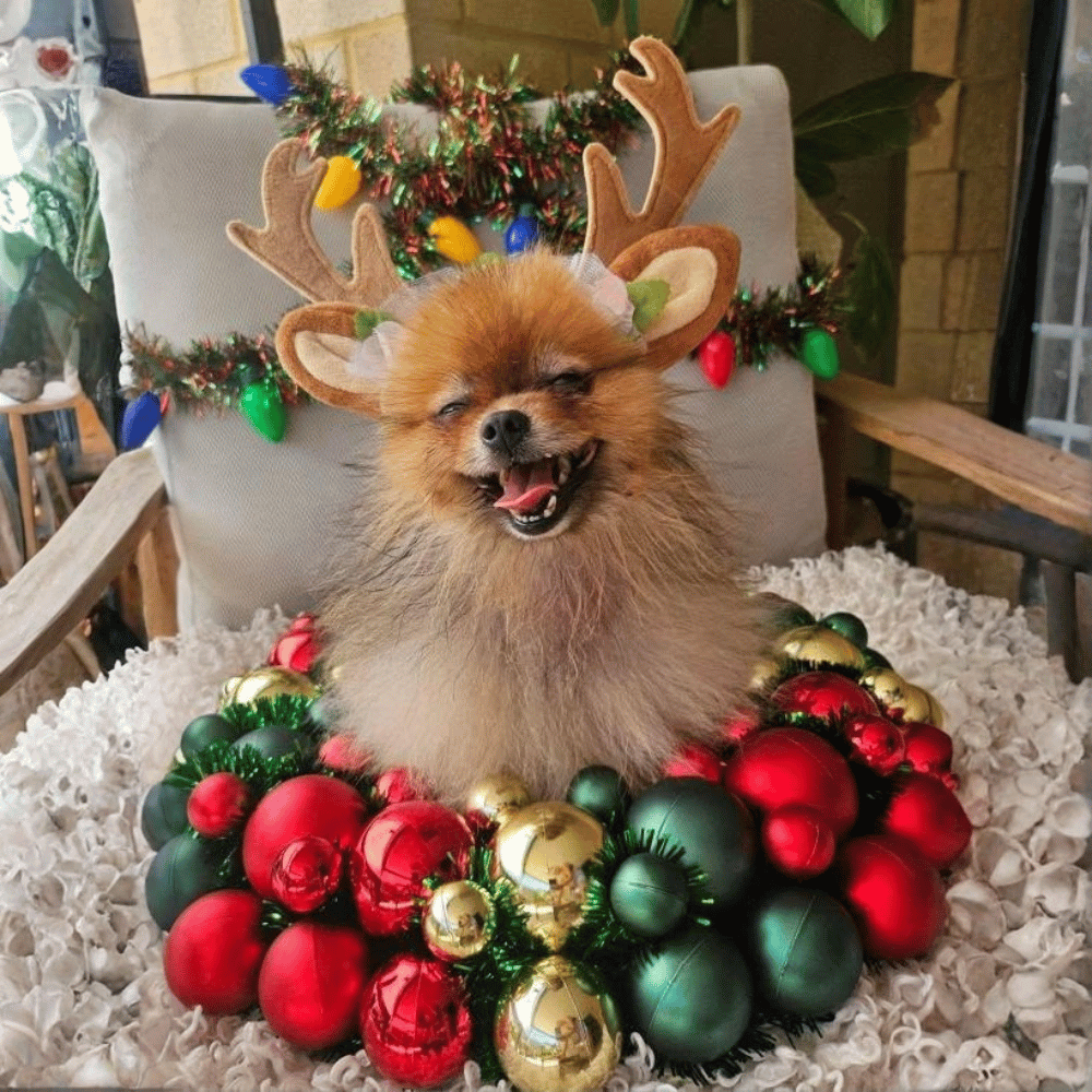 Nordic Reindeer Antlers Dog Headpiece