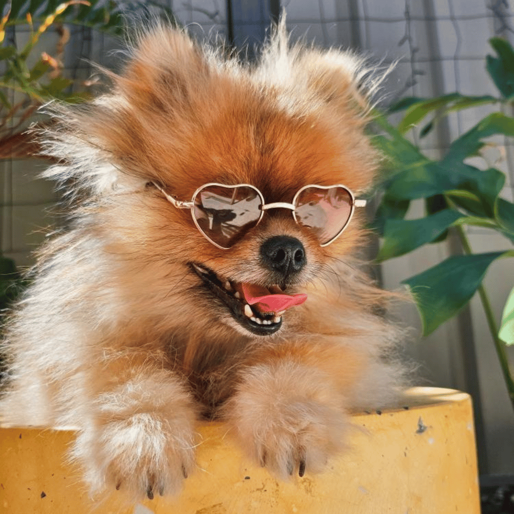 Love Heart Dog Sunglasses